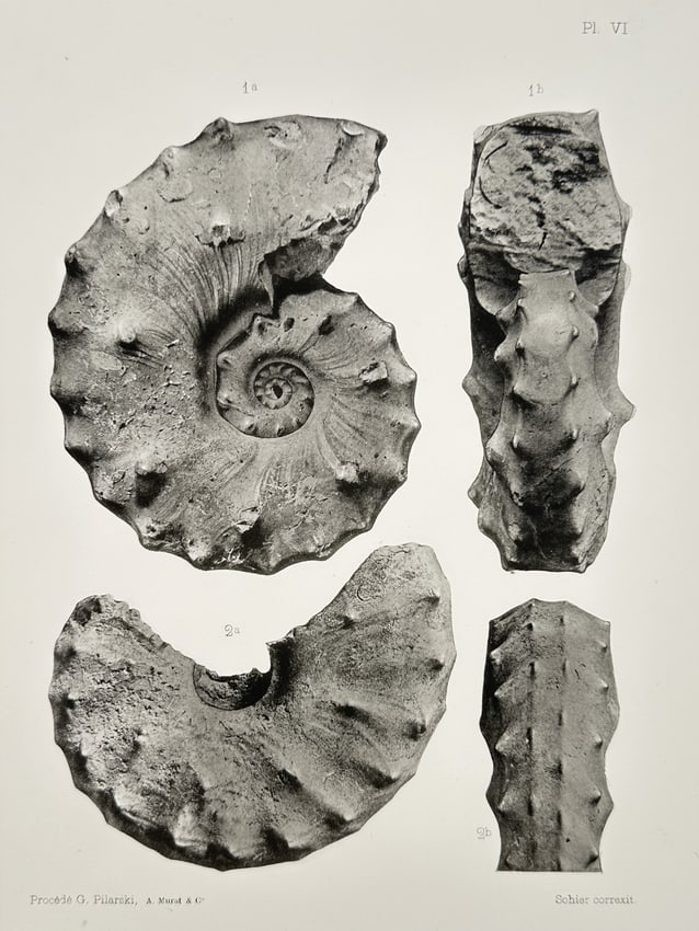 Erhard Frères – Scientific Documentation of Fossilized Ammonites – Lithograph (1894) (1 of 2)