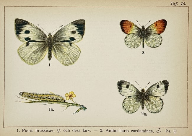 Gottfrid Adlerz (1858–1918) – Study of Pieris brassicae and Anthocharis cardamines: A natural history lithograph documenting three butterflies and a caterpillar on a flowering branch. The scientific illustration displays a female Large White butterfly, its larval form, and both male 