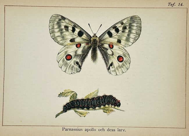 Gottfrid Adlerz (1858–1918) – Study of Parnassius apollo and its Larva – Lithograph: "Parnassius apollo och dess larv" is a natural history lithograph documenting the Apollo butterfly and its caterpillar. The scientific illustration displays a dorsal view of the butterfly to highlight