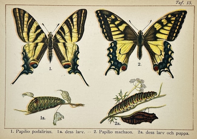 Gottfrid Adlerz (1858–1918) – Study of Papilio podalirius and Papilio machaon – Lithograph (1 of 2)