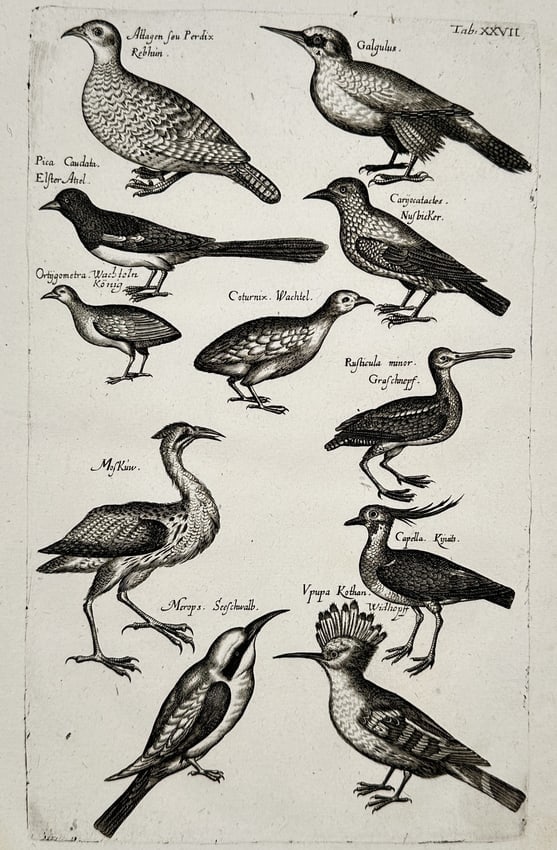John Jonston (1603–1675) – Ornithological Studies of European Birds – Engraving (1650–1653) (1 of 2)