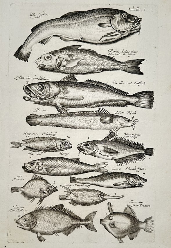 John Jonston (1603–1675) – Ichthyological Studies of Marine Fish – Engraving (1650–1653) (1 of 2)