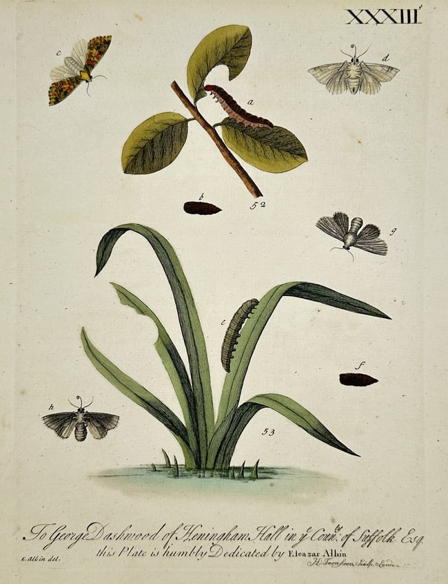 Eleazar Albin (Active 1713–1759) – Natural History of Insects – Etching (1720) (1 of 2)