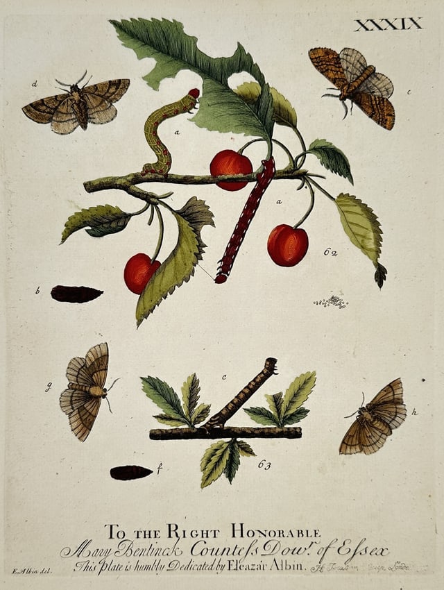 Eleazar Albin (Active 1713–1759) – Natural History of Moths and Larvae on Cherry Branch: Natural History of Moths and Larvae on Cherry Branch depicts four moths in various positions around a central fruiting cherry branch. The composition features two moths in flight at the top and two pe