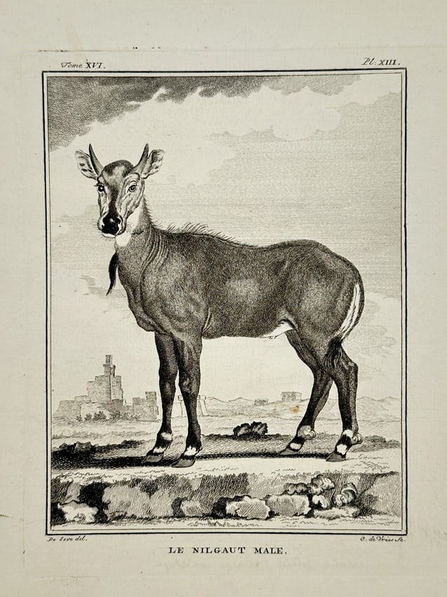 Jacques de Sève (Active 1742–1788) – Male Nilgai – Engraving (1764): "Le Nilgaut Male" is an engraving depicting a male nilgai antelope standing in profile within a rugged landscape. The animal is rendered with fine anatomical detail, showing its characteristic short h