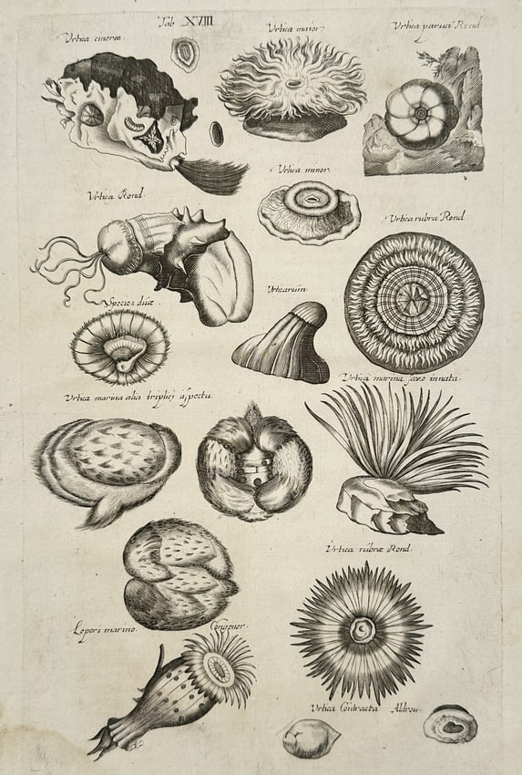 Johannes Jonston (1603-1675) – Marine Invertebrates and Sea Anemones – Engraving (1 of 2)