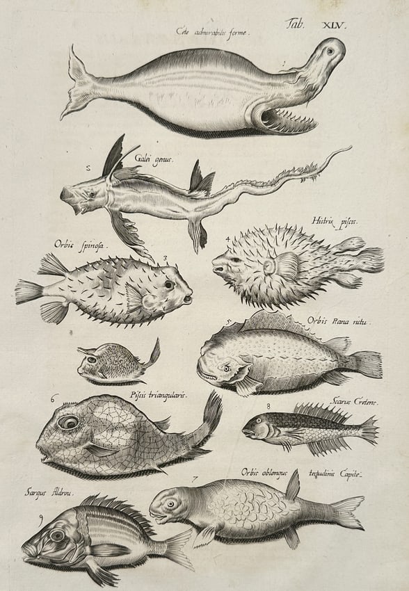 Johannes Jonston (1603-1675) – Pufferfish and Exotic Marine Species – Etching (1657): "Tab XIV" This etching presents a diverse assembly of exotic marine species, showcasing the anatomical variety of the world's oceans. The upper portion of the plate features a large cetacean with a di