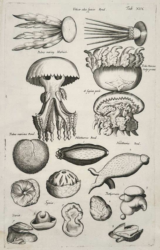 Johannes Jonston (1603-1675) – Jellyfish and Marine Invertebrates – Etching (1657) (1 of 2)