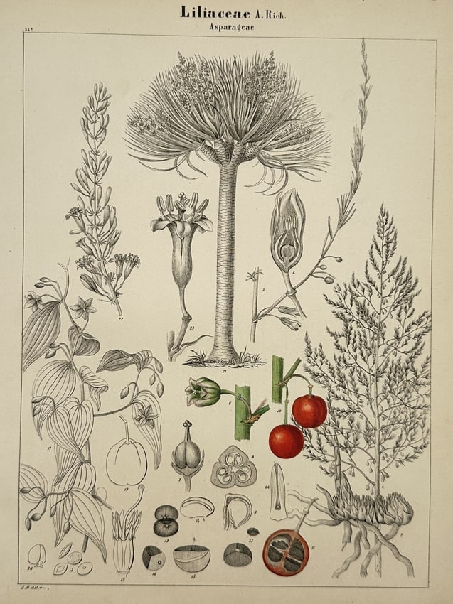 Adalbert Schnizlein (1814-1868) – Asparageae – Lithograph (Hand-coloured) (1843): "Liliaceae A. Rich. Asparageae" This hand-coloured lithograph provides a comprehensive botanical study of the Liliaceae family, specifically focusing on the Asparageae tribe. The central composition f