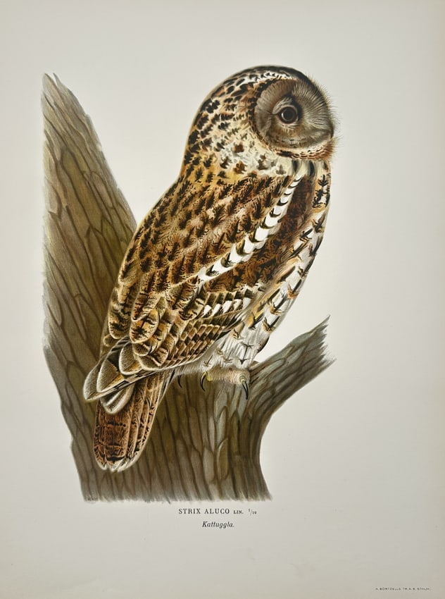 Wilhelm von Wright (1810-1887) – Tawny Owl – Lithograph (1920s): "Strix Aluco Lin. Kattuggla." This lithograph features a detailed natural history study of a Tawny Owl perched on a large, textured tree stump. The bird is depicted in profile, showcasing its rounded 
