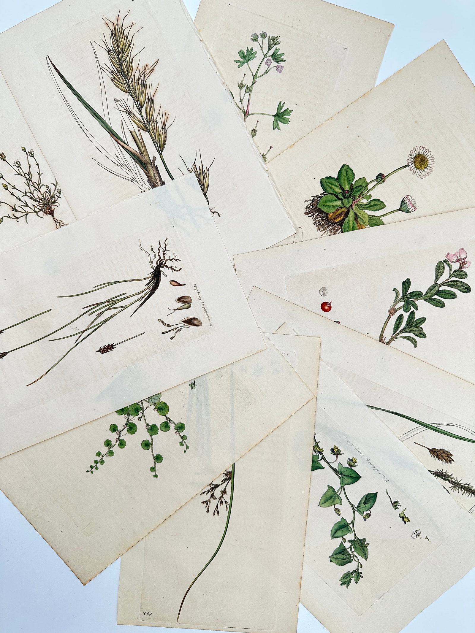 James Sowerby – Set of 10: Botanical Studies of Lichen and Fungi – Hand-coloured engravings: "Botanical Studies" consists of various scientific illustrations of flora, including examples of flowering plants, grasses, and common wildflowers such as daisies. These hand-coloured engravings origi