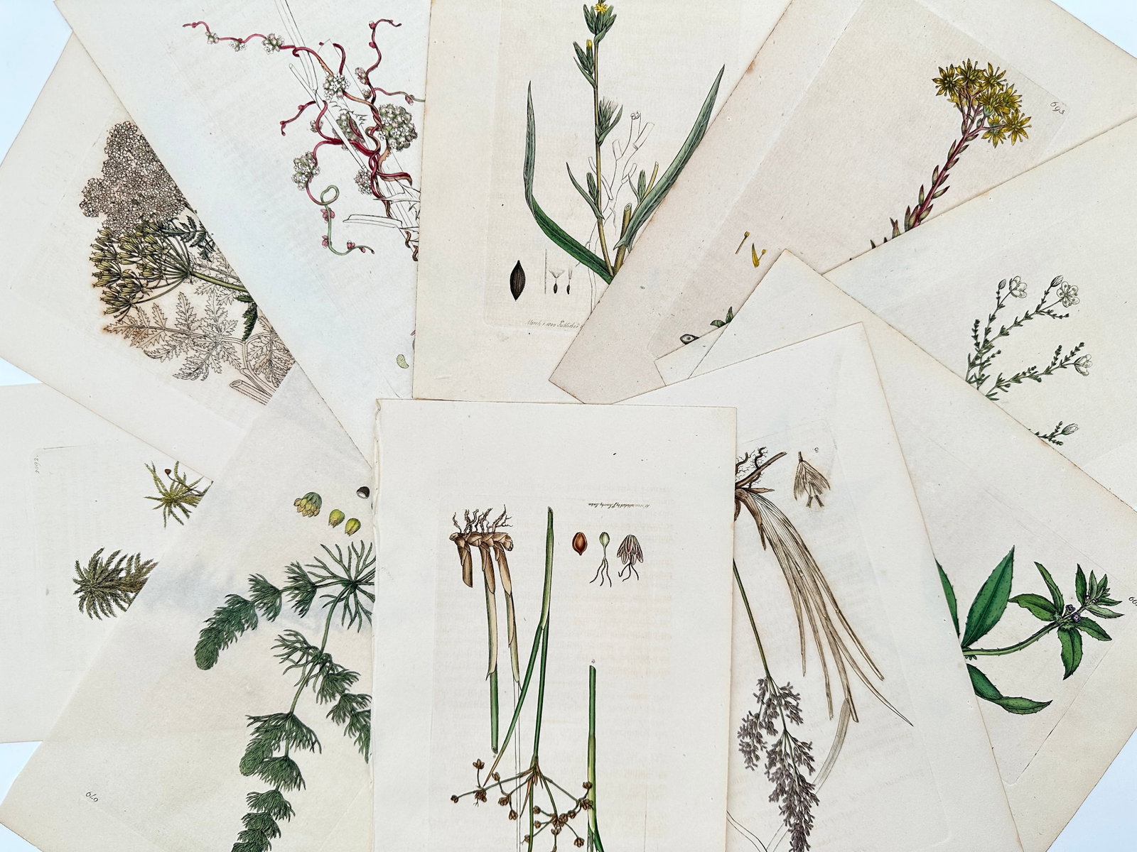 James Sowerby – Set of 10: Scientific Classification of Nordic Waterfowl – Hand-coloured: "Botanical Studies" comprises a series of scientific illustrations of diverse flora, featuring detailed depictions of aquatic plants, grasses, and flowering species. These hand-coloured engravings ori