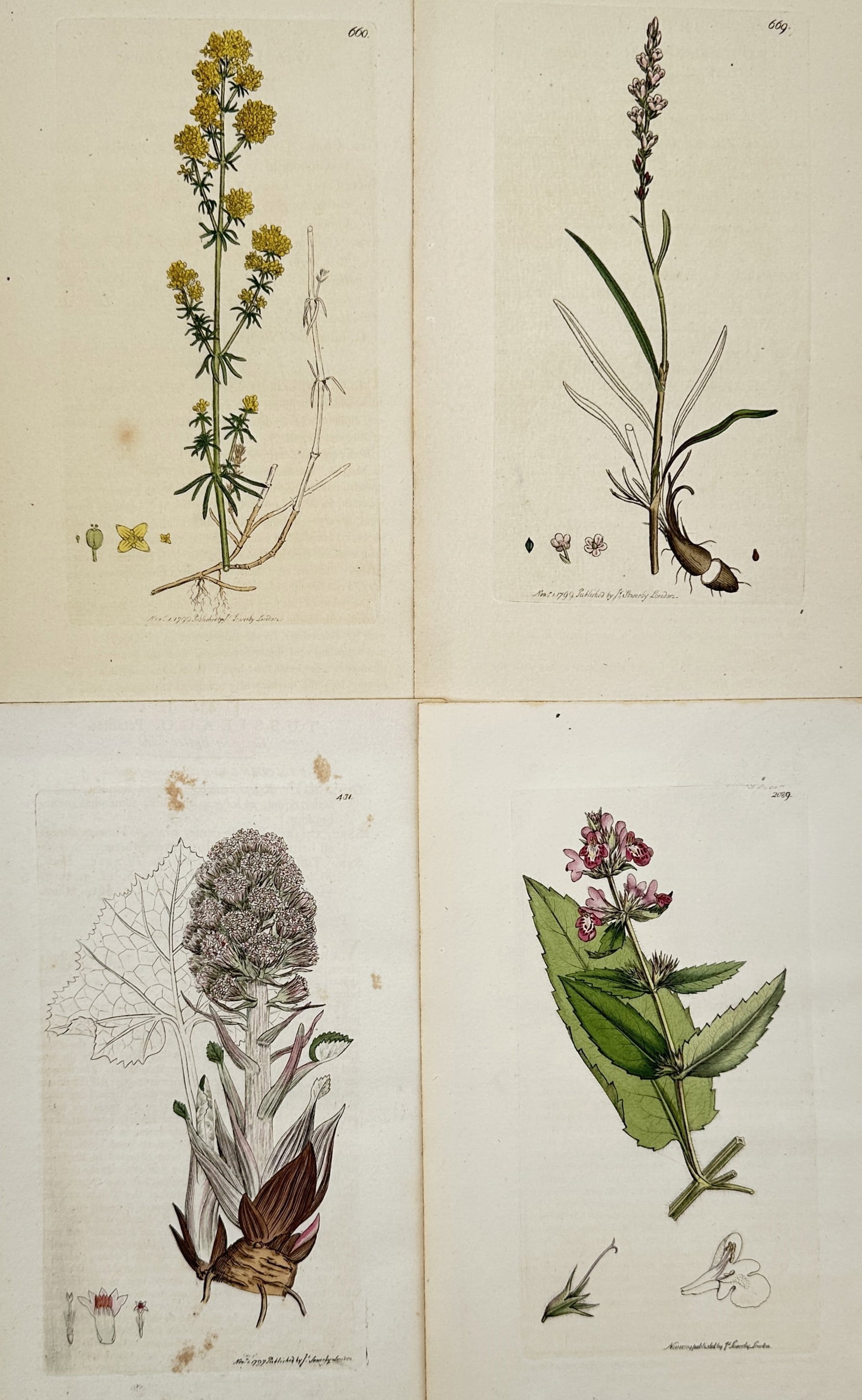 James Sowerby – Set of 4: Anatomical Study of Equine Species – Hand-coloured engravings: "Botanical Studies" consists of a collection of scientific illustrations featuring various flora, including flowering plants such as yellow bedstraw and wood betony. These hand-coloured engravings ori