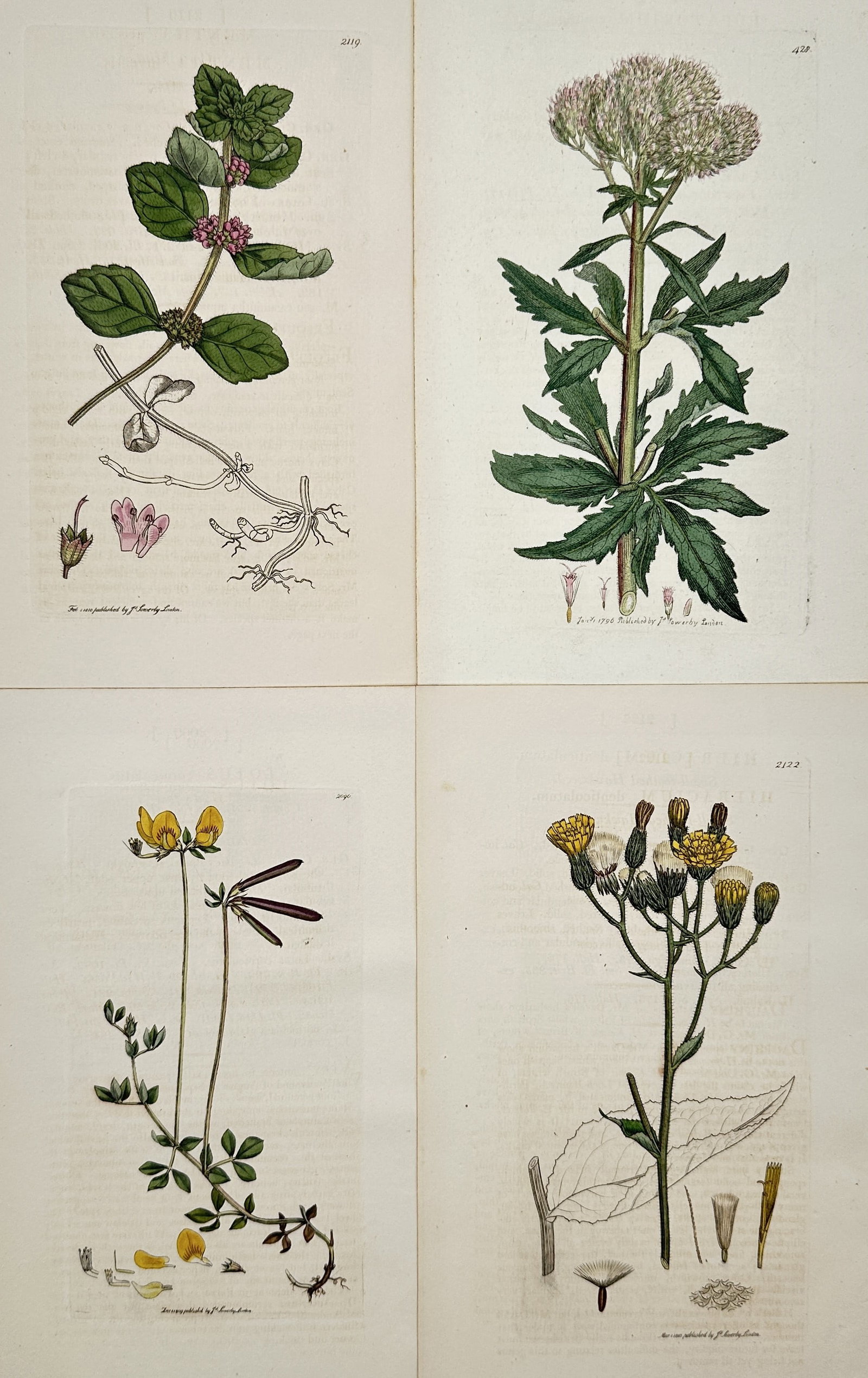 James Sowerby – Set of 4:Collection of Native British Grasses and Wildflowers: "Botanical Studies" consists of a collection of scientific illustrations featuring diverse flora, including flowering plants such as hemp-nettle, hemp-agrimony, and bird's-foot trefoil. These hand-col