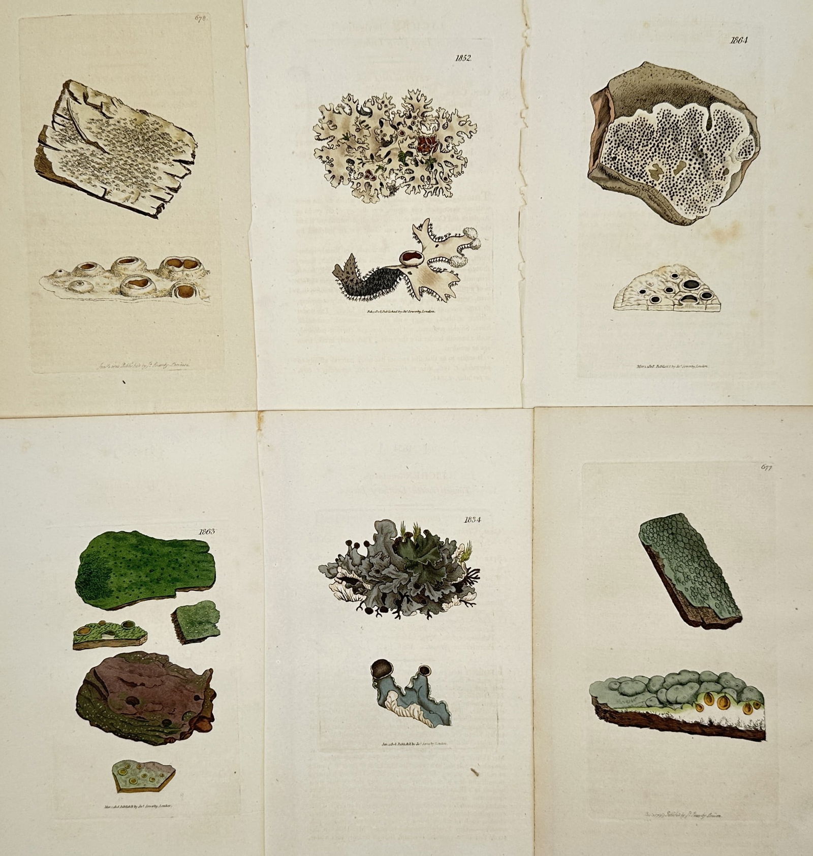 James Sowerby – Set of 6: Botanical Studies – Hand-coloured engravings (1790-1814): "Botanical Studies" consists of a collection of scientific illustrations featuring various types of cryptogams, specifically diverse species of lichens and fungi depicted on rocks and wood. These hand