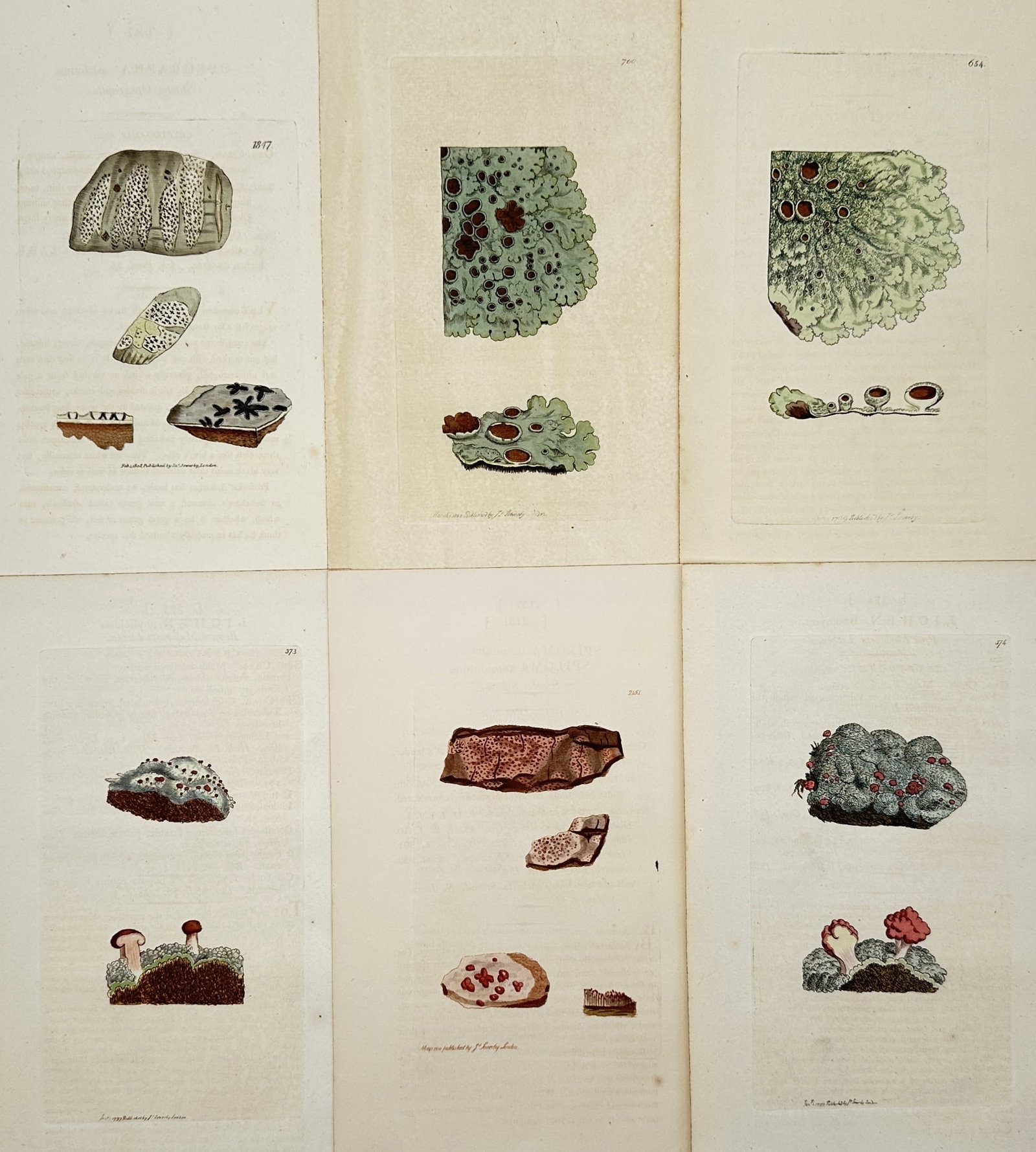 James Sowerby – Set of 6: Botanical Studies of Fungi – Hand-coloured engravings (1790-1814): "Botanical Studies of Lichen and Fungi" consists of a collection of scientific illustrations featuring various species of cryptogams, specifically detailed depictions of lichens and fungi shown in the