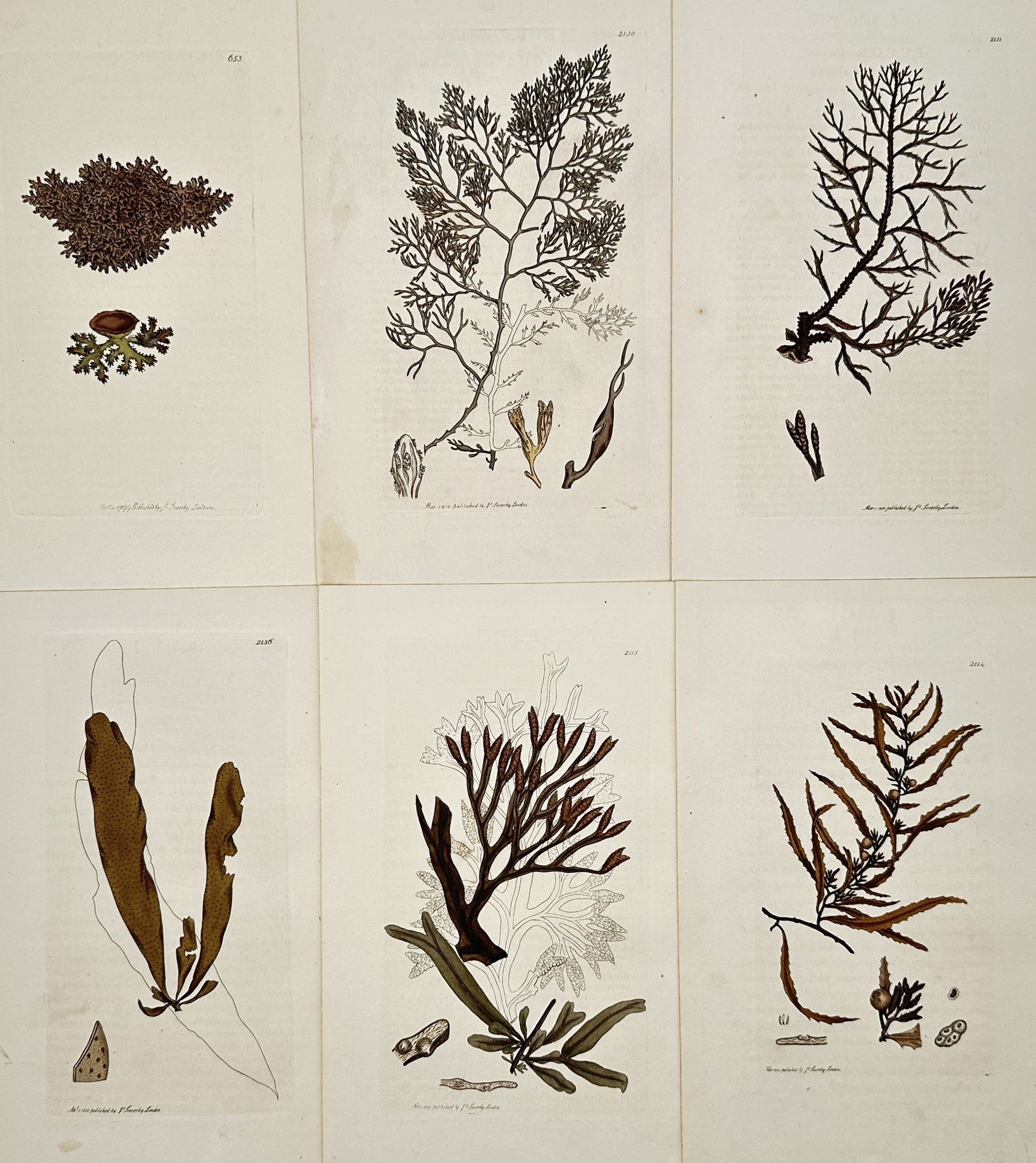 James Sowerby – Set of 6: Botanical Studies of Algae and Seaweed – Hand-coloured engravings: "Botanical Studies of Algae and Seaweed" presents a collection of scientific illustrations focusing on marine flora, including detailed structural studies of various species of brown and red algae. Th