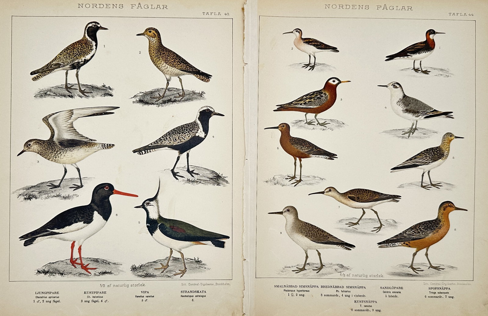Carl Jakob Sundevall (1801–1875) – Set of 2: Studies of Nordic shorebirds – Lithograph (1886): "Studies of Nordic shorebirds" features two scientific plates from a natural history series, showcasing species such as the European Golden Plover, Northern Lapwing, Eurasian Oystercatcher, and variou