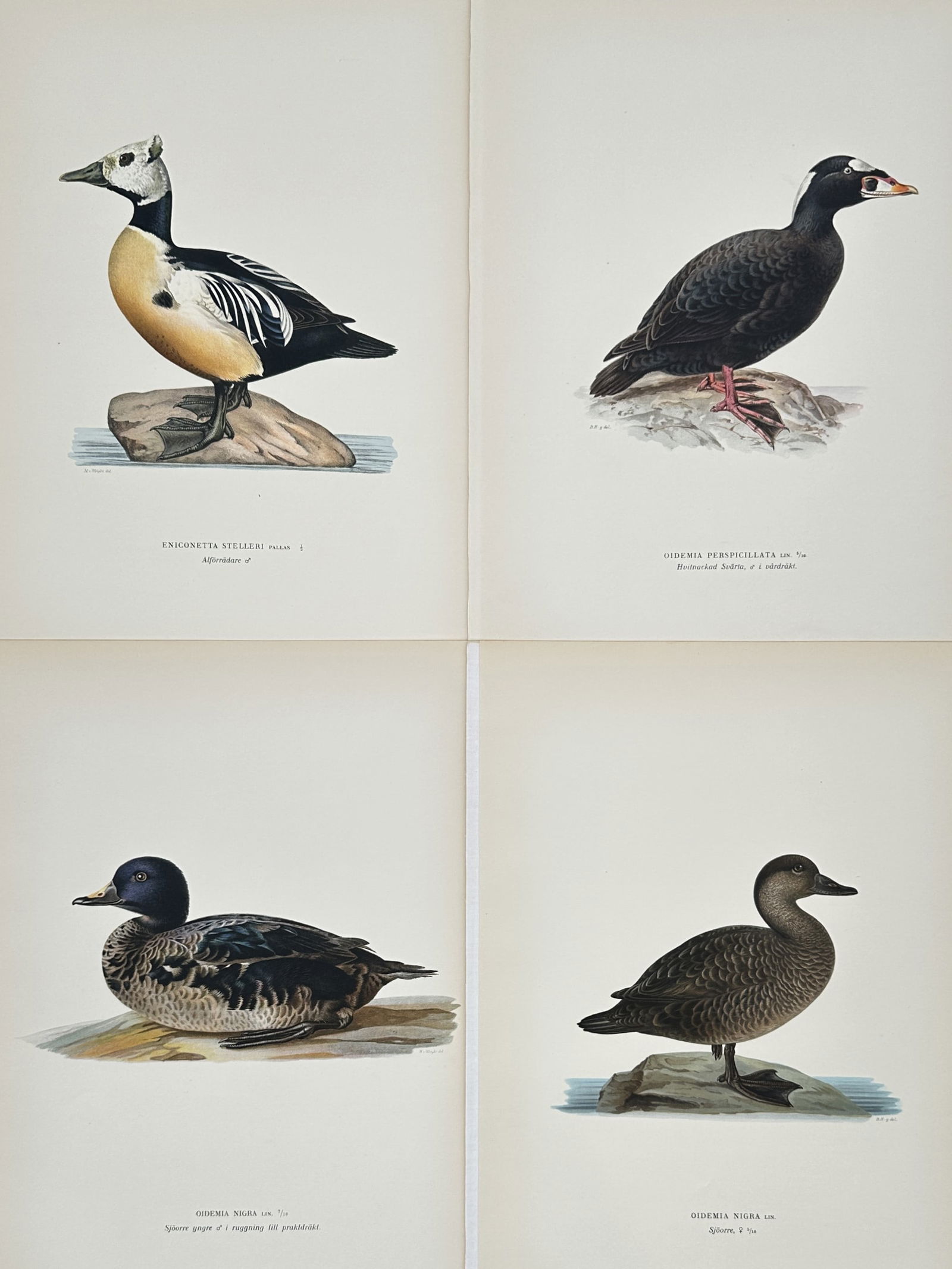 Magnus von Wright – Set of 4: Scientific Studies of Nordic Waterfowl – Chromolithograph (1920s): "Scientific Studies of Nordic Waterfowl" features four detailed ornithological plates depicting various duck and swan species in their natural habitats, including a Whooper Swan, a male Goosander, and