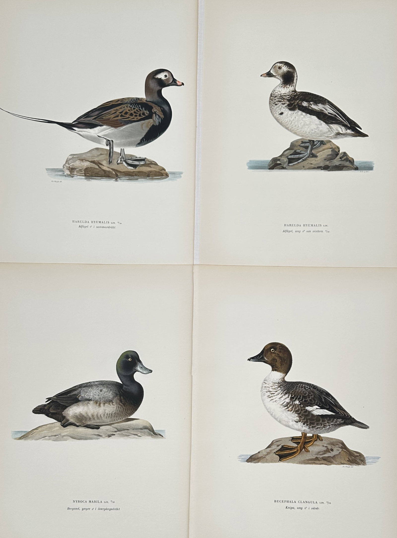 Magnus von Wright – Set of 4: Scientific Studies of Nordic Waterfowl – Lithograph (1920s): "Scientific Studies of Nordic Waterfowl" depicts four distinct bird species, including two Long-tailed Ducks in different plumage, a Greater Scaup, and a Common Goldeneye, each shown standing on rocks