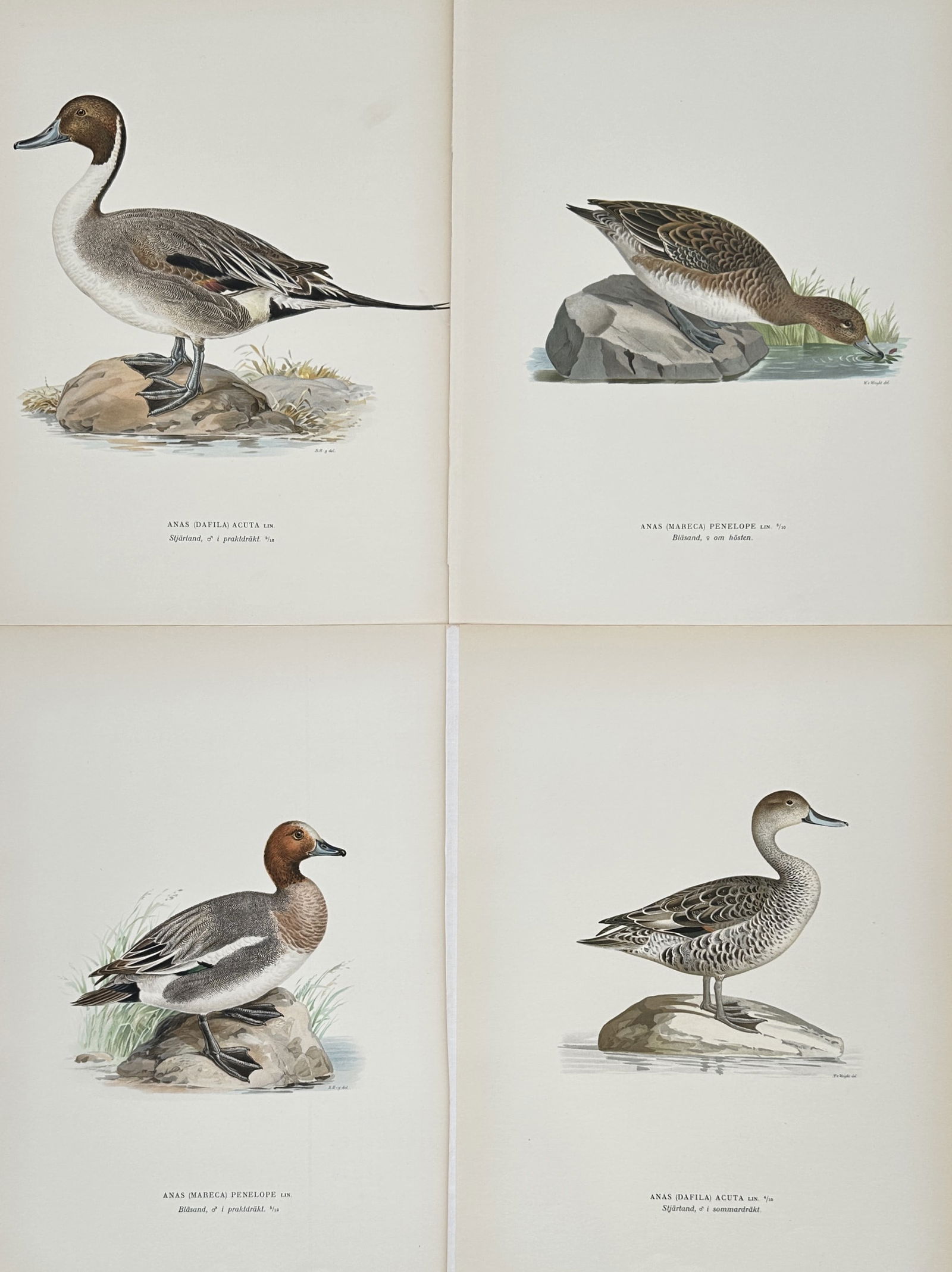 Magnus von Wright – Set of 4: Ornithological Studies of Nordic Ducks – Lithograph (1920s): "Ornithological Studies of Nordic Ducks" features four scientific depictions of waterfowl, including a Northern Pintail, a Eurasian Wigeon, and a Northern Shoveler, shown in various natural positions