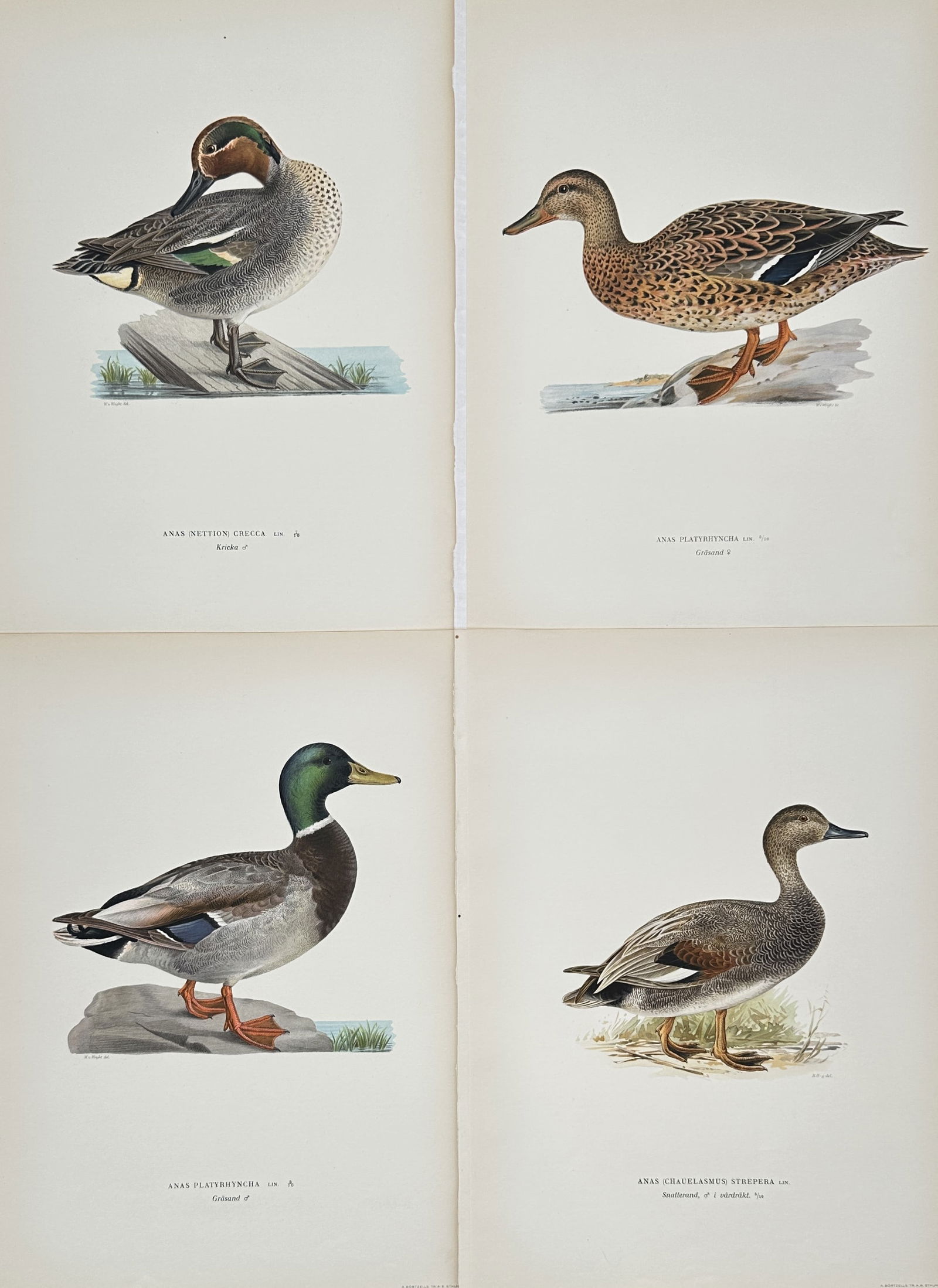 Magnus von Wright – Set of 4: Portraits of Nordic Waterfowl – Lithograph (1920s): "Portraits of Nordic Waterfowl" features four scientific depictions of various duck species including a Mallard, a Green-winged Teal, and a Gadwall, each shown in profile against minimal natural backg
