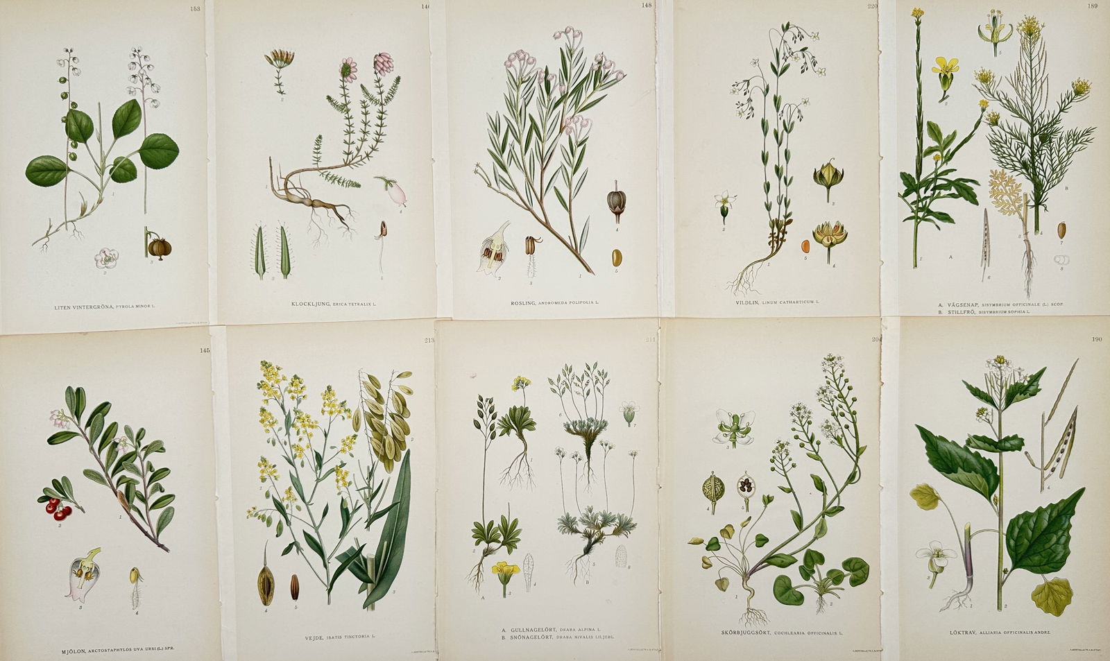 Carl Lindman – Set of 10: Botanical Studies of Nordic Flora – Chromolithograph (Early 20th (1 of 2)