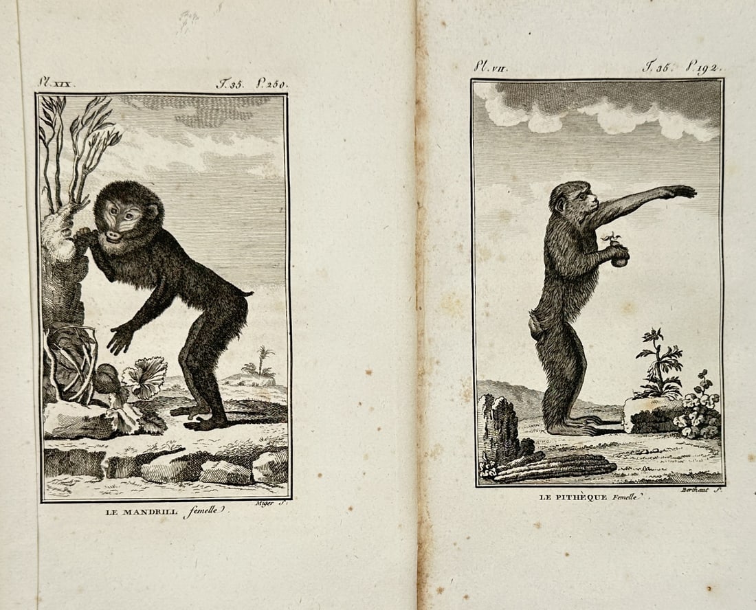 Georges-Louis Leclerc, Comte de Buffon (1707–1788) – Set of 2: Primatological Studies of the: "Histoire Naturelle, Générale et Particulière" contains these two plates depicting a female mandrill and a female pithecus in naturalistic settings. These works are part of Buffon's massive encyclo