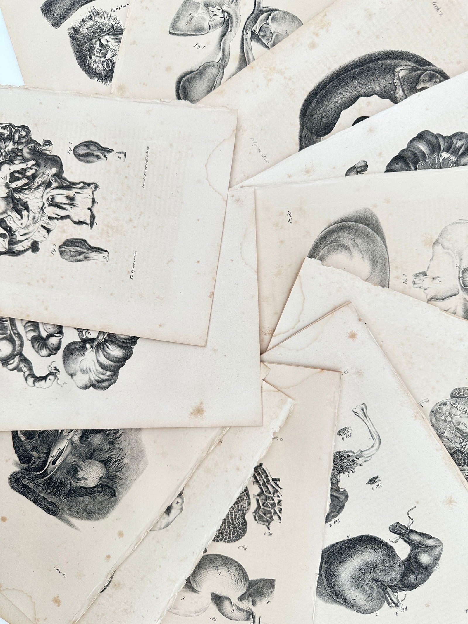 Georges-Louis Leclerc, Comte de Buffon – Set of 15: Comparative Anatomical Studies of Mammalian (1 of 2)