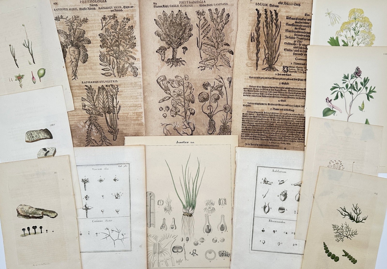 Various Authors – Set of 13: Assorted Botanical Illustrations and Herbals – Mixed Media: "Assorted Botanical Illustrations and Herbals" features a comprehensive collection of thirteen prints spanning several centuries of natural history. This diverse set includes early woodcuts from Pietr