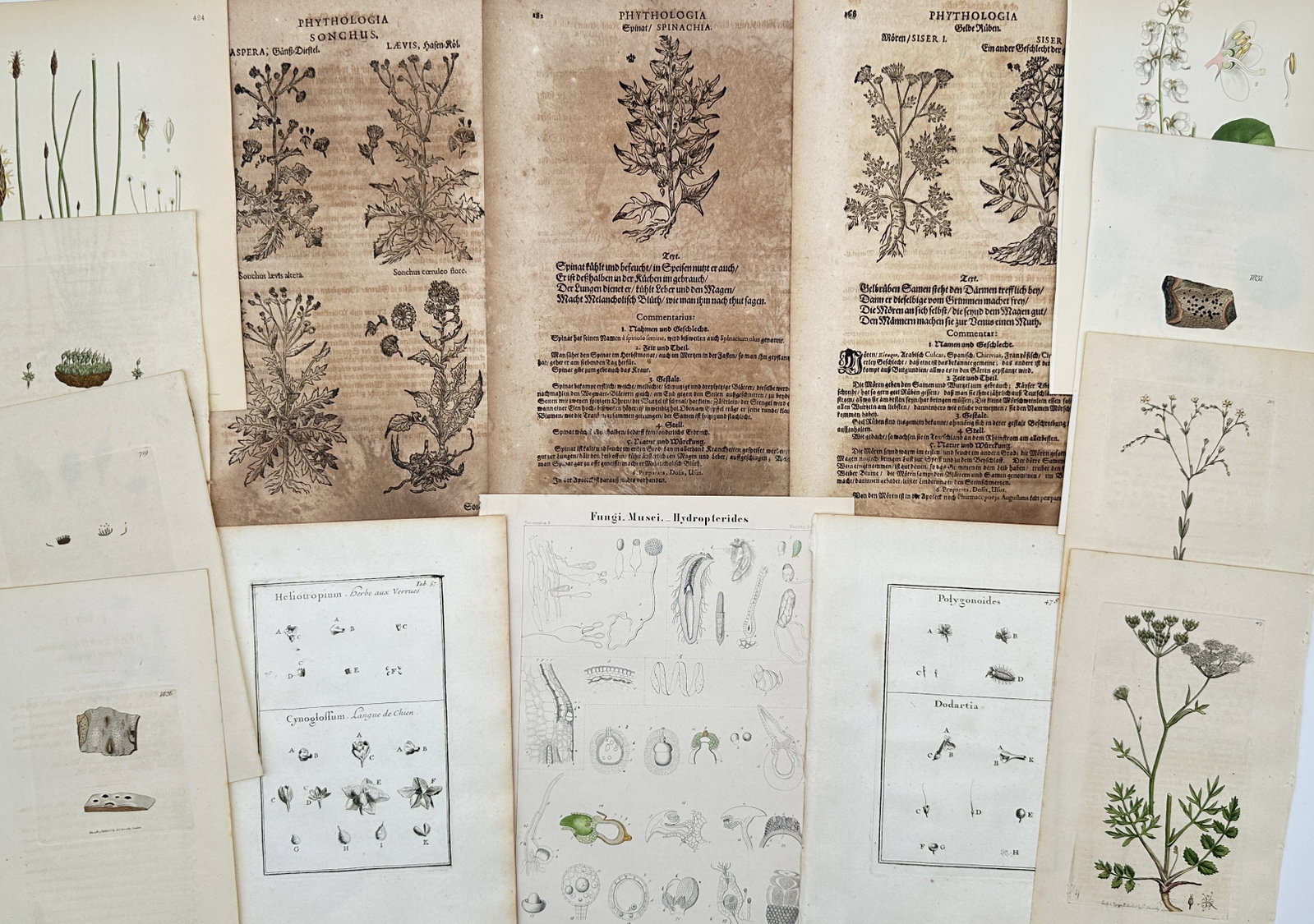 Various Authors – Set of 13: Assorted Botanical Illustrations and Herbals – Mixed Media: "Assorted Botanical Illustrations and Herbals" features a comprehensive collection of thirteen prints spanning several centuries of natural history. This diverse set includes early woodcuts from Pietr