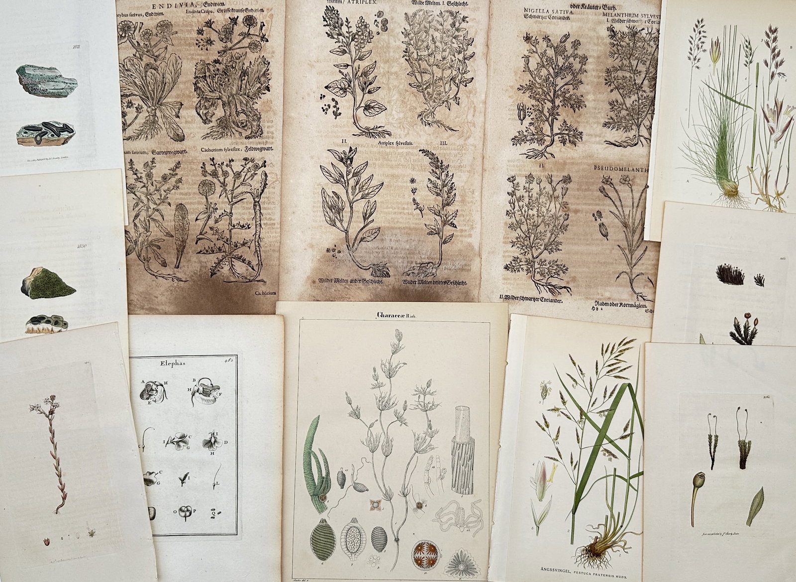 Various Authors – Set of 13: Assorted Botanical Illustrations and Herbals – Mixed Media: "Assorted Botanical Illustrations and Herbals" features a comprehensive collection of thirteen prints spanning several centuries of natural history. This diverse set includes early woodcuts from Pietr