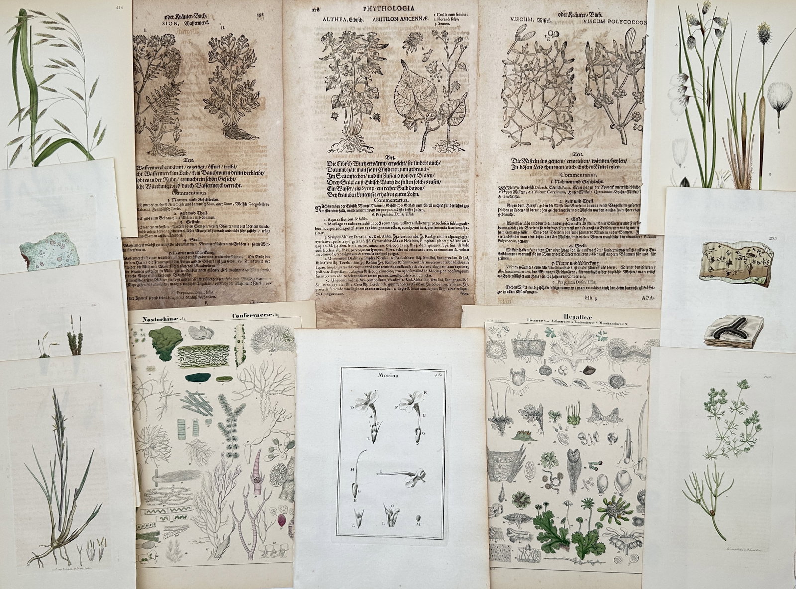 Various Authors – Set of 13: Assorted Botanical Illustrations and Herbals – Mixed Media: "Assorted Botanical Illustrations and Herbals" features a comprehensive collection of thirteen prints spanning several centuries of natural history. This diverse set includes early woodcuts from Pietr
