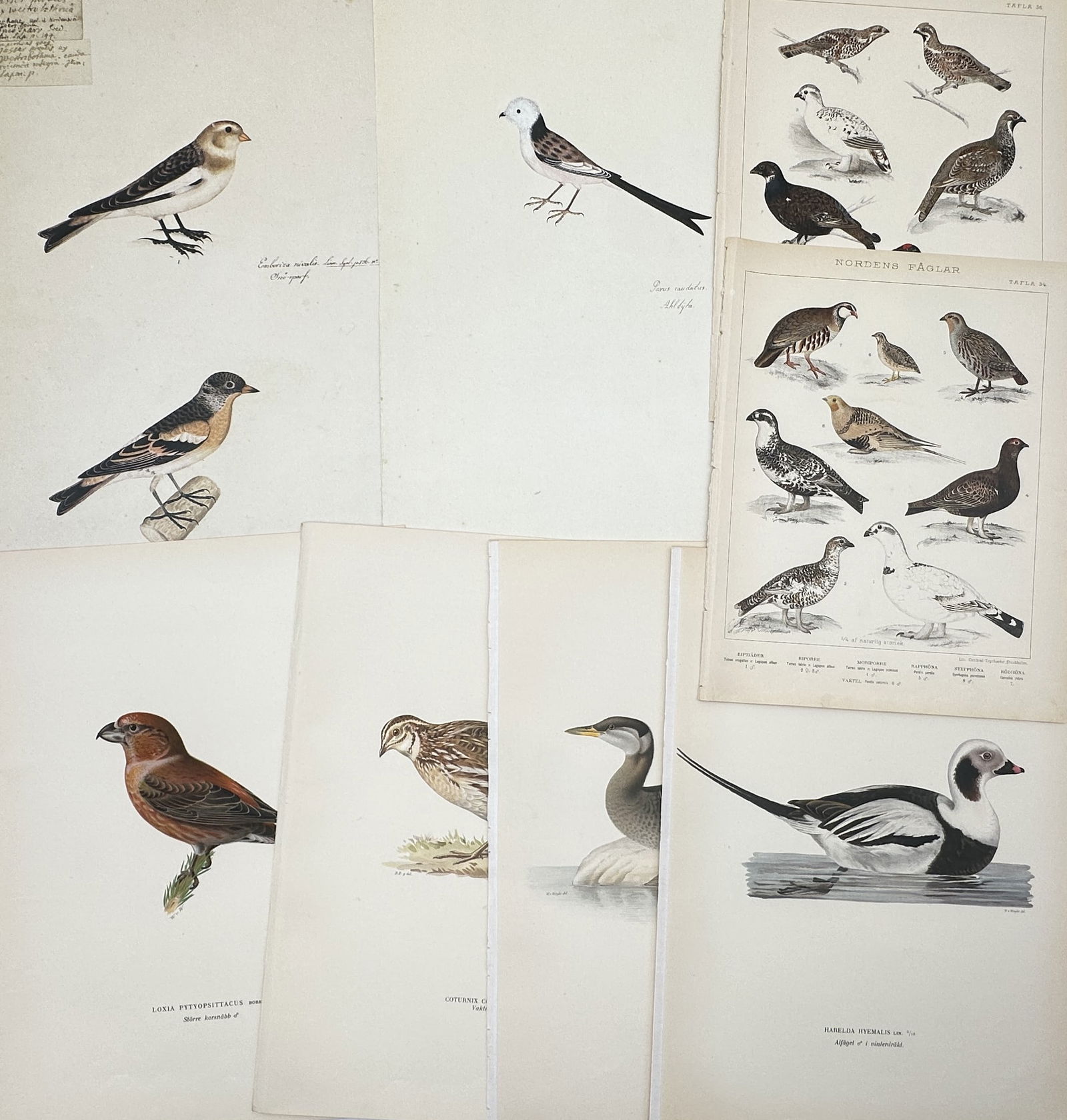 Various Authors – Set of 8: Assorted Scandinavian Ornithological Illustrations – Lithograph (1 of 2)
