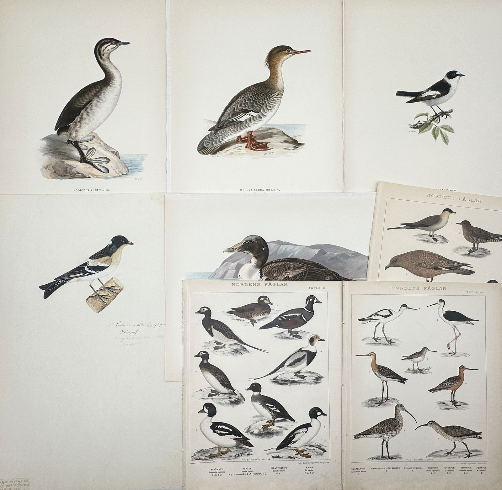 Various Authors – Set of 8: Assorted Scandinavian Ornithological Illustrations – Lithograph: "Assorted Scandinavian Ornithological Illustrations" features a collection of eight prints detailing various bird species of Northern Europe, prominently displaying waterfowl, wading birds, and shoreb
