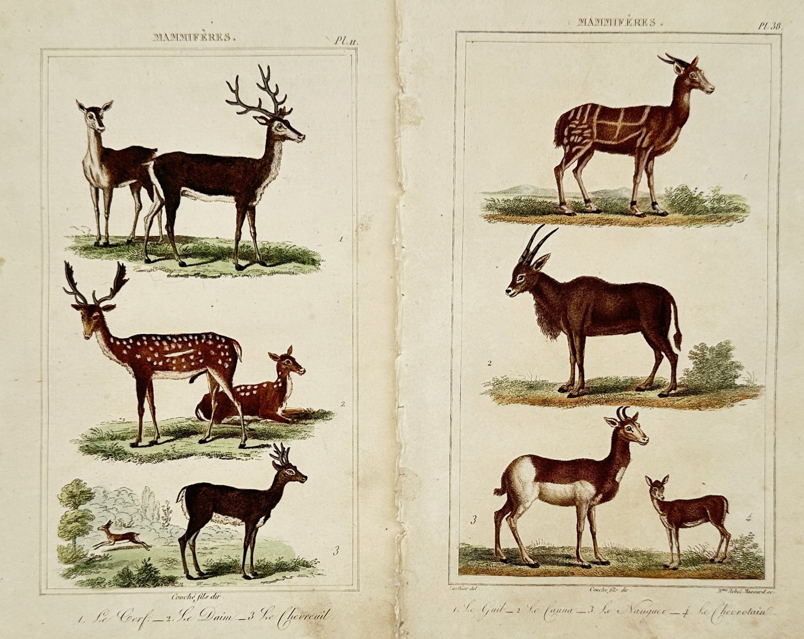 Léopold Massard – Set of 2: Studies of Deer and Antelopes – Hand-coloured engraving: "Mammifères". Features natural history illustrations of various hoofed mammals including red deer, fallow deer, and gazelles shown in standing and resting poses. Sourced from a French zoological publ