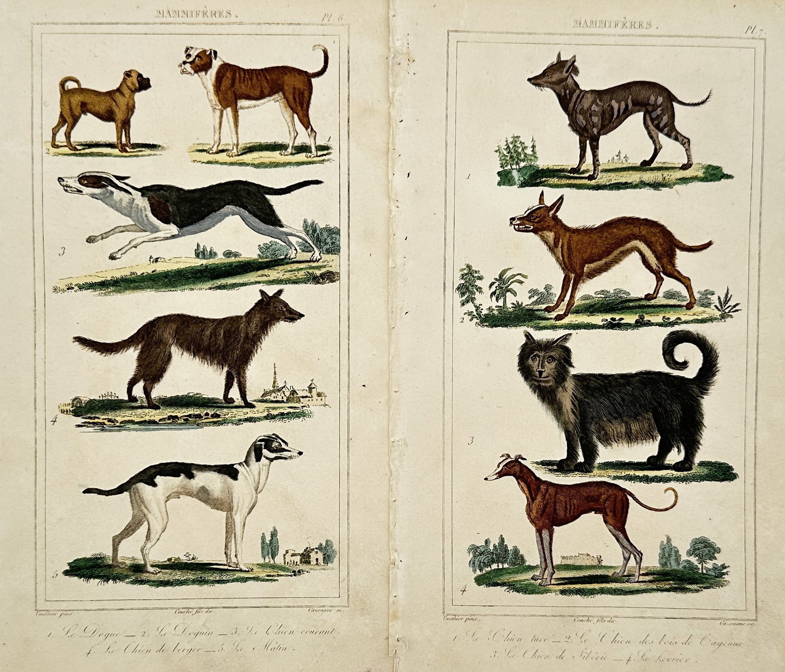 Léopold Massard – Set of 2: Studies of Various Dog Breeds – Hand-coloured engraving: "Mammifères". Features natural history illustrations of various canine breeds including mastiffs, greyhounds, and regional varieties such as the Siberian dog and the Cayenne dog, shown in standing an