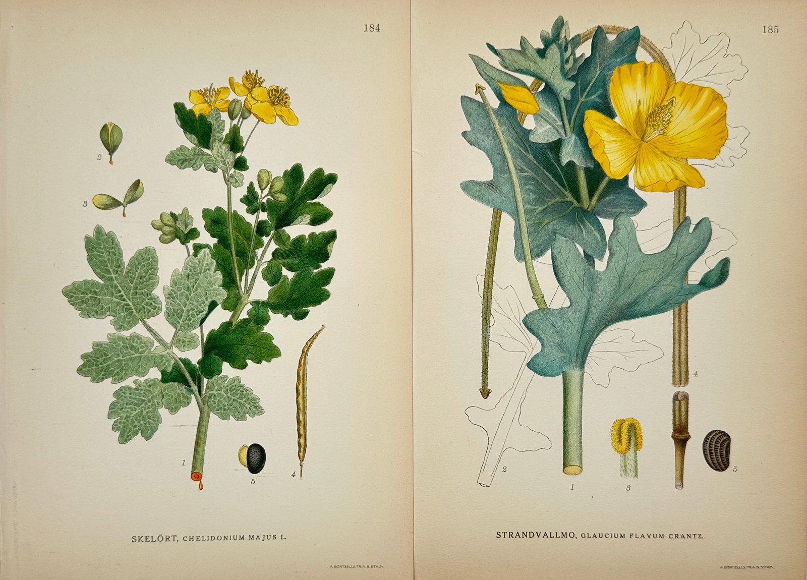 Carl Lindman – Set of 2: Botanical Studies of Nordic Flora – Chromolithograph: "Botanical Studies of Nordic Flora" features ten detailed scientific plates from the celebrated series Bilder ur Nordens Flora, documenting the diverse plant life of Scandinavia. The set includes stud