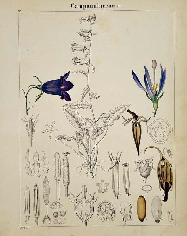 Adalbert Schnizlein (1814–1868) – Botanical Study of Campanulaceae – Hand-coloured engraving: "Campanulaceae DC." This hand-coloured engraving provides a detailed morphological study of the Campanulaceae family, commonly known as the bellflower family. The composition is anchored by a central