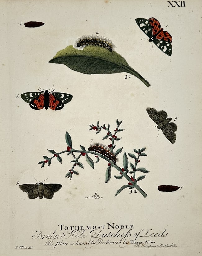 Eleazar Albin (Active 1713–1759) – Studies of Moths and Caterpillars on Flowering Branches: "To the most Noble Bridget Hyde Dutchess of Leeds this plate is humbly Dedicated by Eleazar Albin." This hand-coloured engraving illustrates the biological progression of two moth species. The upper p