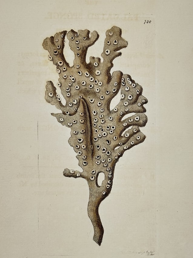 Frederick Nodder (active 1770–1800) – Natural History Study of a Palmated Sponge – Engraving: "The Palmated Sponge" presents a botanical and zoological study of a sponge specimen, Haliclona oculata, characterized by its branching, hand-like structure. The work illustrates the organic form with