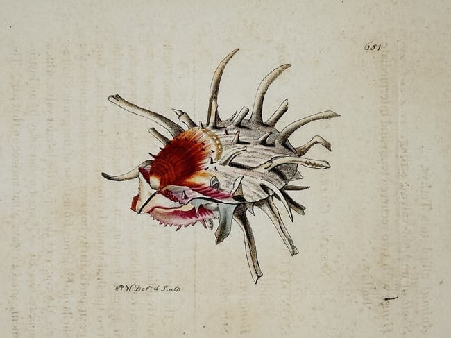 Frederick Nodder (active 1770–1800) – Natural History Study of a Thorny Oyster: "Spondylus" presents a detailed malacological study of a thorny oyster, Spondylus regius, characterized by its robust shell and prominent, radiating spines. The work illustrates the bivalve with its v