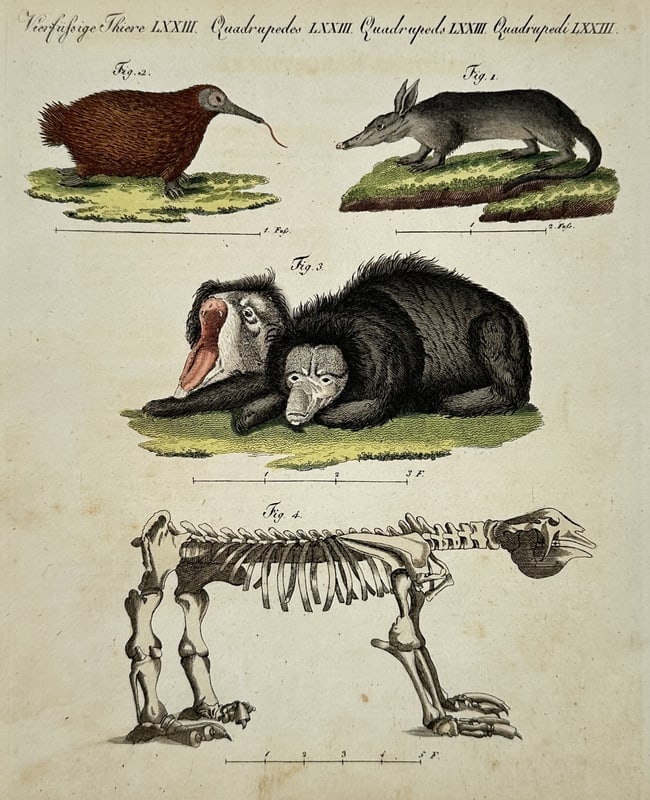 Friedrich Justin Bertuch (1747-1822) – Amphibien Animals – Hand-coloured engraving (1790): Quadrupeds LXXIII. Quadrupedi LXXIII." and "Amphibien XXIII. Amphibies XXIII. Amphibious animals XXIII. Amfibii XXIII." This set of two plates depicts a diverse selection of fauna including a sloth, a