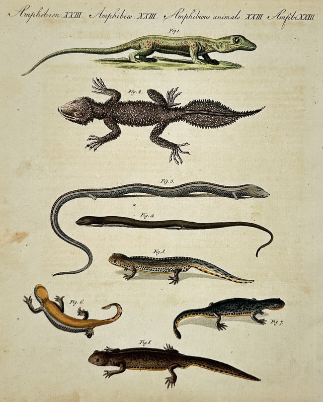 Friedrich Justin Bertuch (1747-1822) – Amphibious Animals – Hand-coloured engraving (1790) (1 of 2)