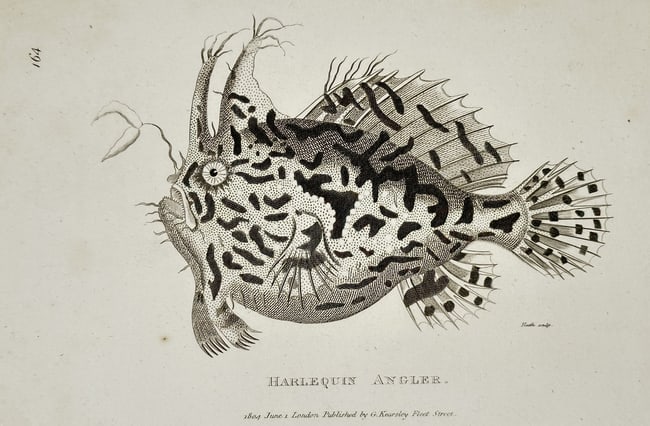 George Shaw (1751–1813) – Harlequin Angler – Engraving (1804): "Harlequin Angler" presents a natural history study of the species Histrio histrio, a member of the frogfish family known for its camouflaged appearance. The work illustrates the fish in profile, high