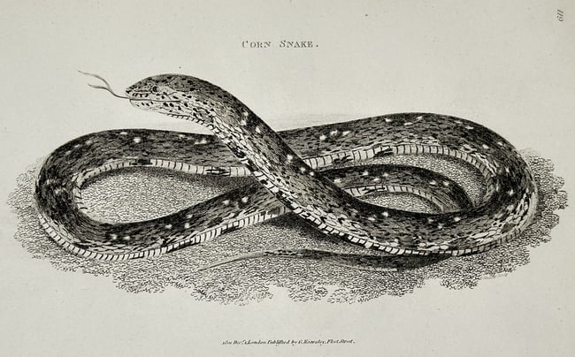George Shaw (1751–1813) – Natural History Study of a Corn Snake – Engraving (1802): "Corn Snake" presents a zoological illustration of the species Pantherophis guttatus, shown in a coiled position with its head raised and tongue extended. The work meticulously details the snake's dor