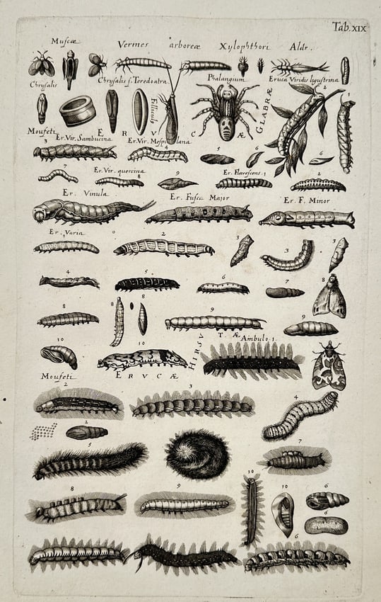 Jan Jonston (1603–1675) – Studies of Insects and Larvae – Engraving (1650) (1 of 2)