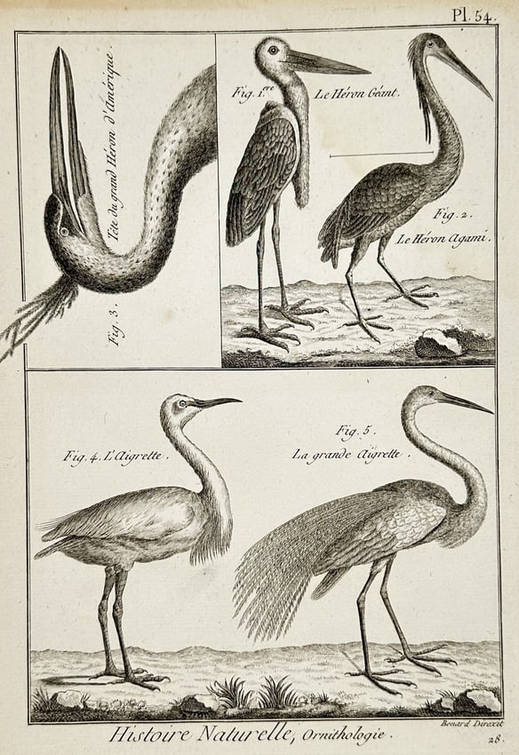 Robert Bénard (1734–1777) – Ornithological Study of Herons and Egrets – Engraving: "Histoire Naturelle, Ornithologie" illustrates several long-legged wading birds, including the Goliath Heron, the Agami Heron, and two varieties of egrets. The composition features a specialized anato
