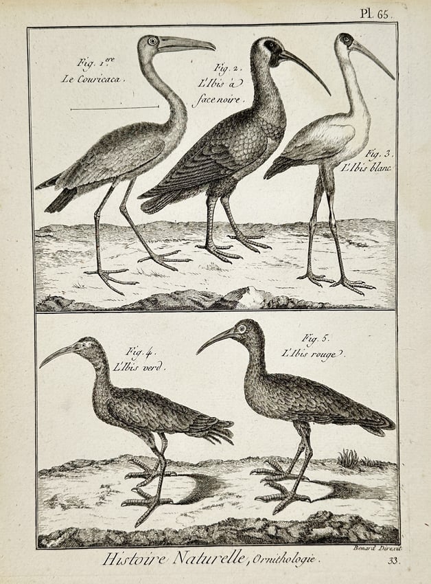 Robert Bénard (1734–1777) – Ornithological Study of Ibises and Couricaca – Engraving: "Histoire Naturelle, Ornithologie" illustrates several long-legged wading birds from the ibis family, including the Couricaca, the Black-faced Ibis, the White Ibis, the Green Ibis, and the Scarlet Ibi