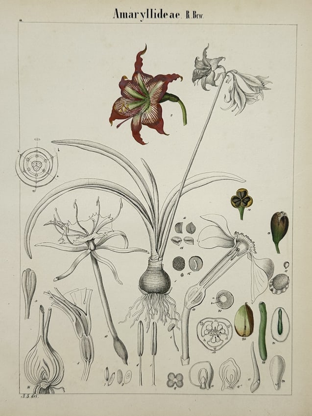 Adalbert Schnizlein (1814-1868) – Amaryllidaceae – Lithograph (Hand-coloured) (1843): "Amaryllideae R. Brw." This hand-coloured lithograph provides a comprehensive botanical study of the Amaryllidaceae family. The central composition features a flowering amaryllis with a prominent red 